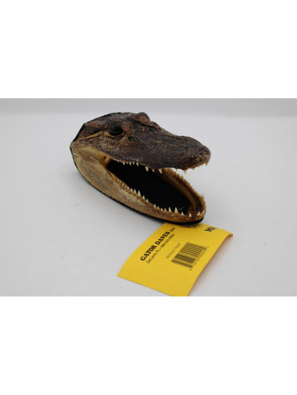 NWT Gator Daves Taxidermy Alligator Head 5.75"